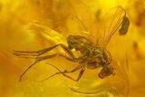 Several Detailed Fossil Flies (Diptera) In Baltic Amber #207549-3